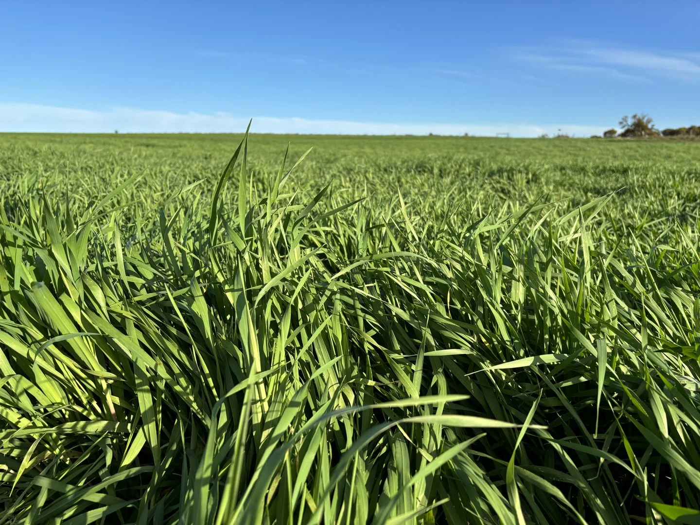 Section 82 Chilmans Road, Port Neill SA 5604