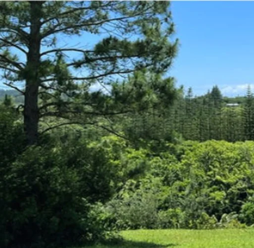 Additional image 3 of Ferny Lane, Norfolk Island NSW 2899