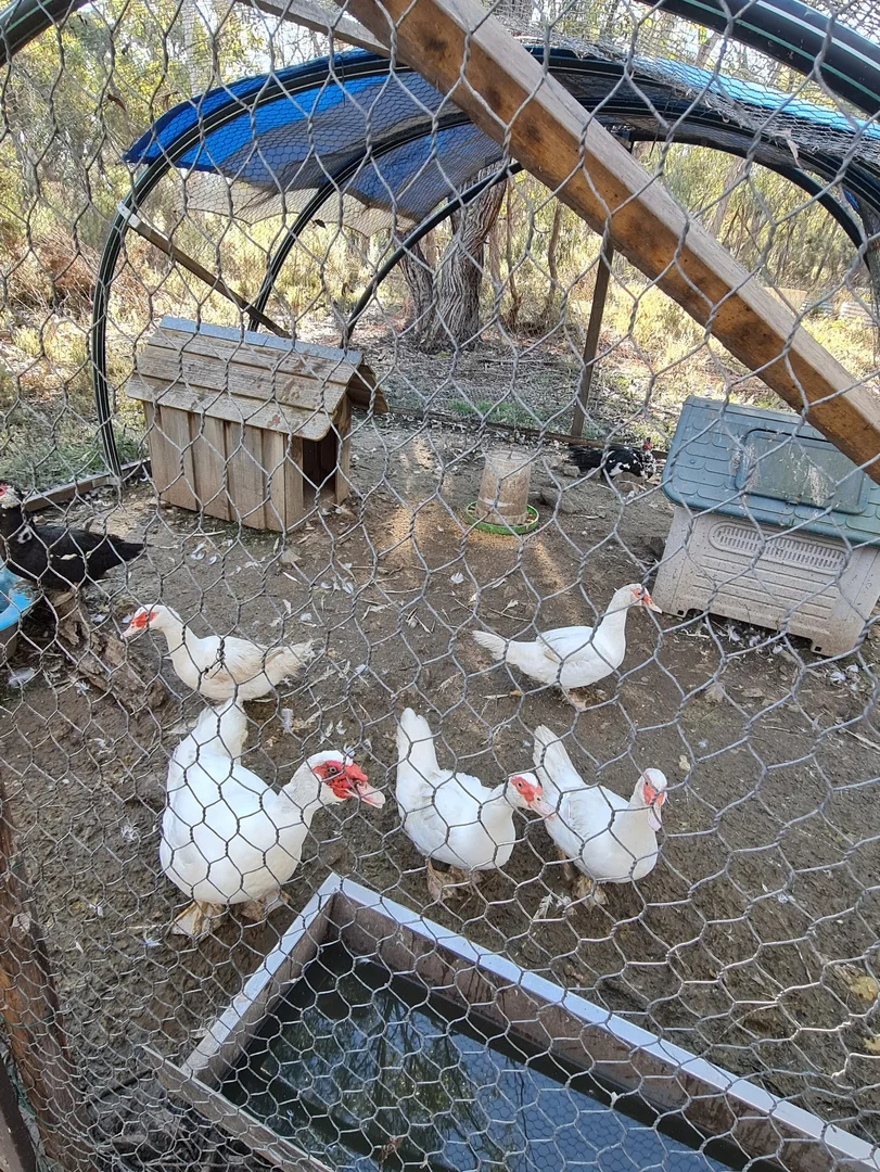 Additional image 29 of Lot 34 Palarang Road, Merriangaah NSW 2632