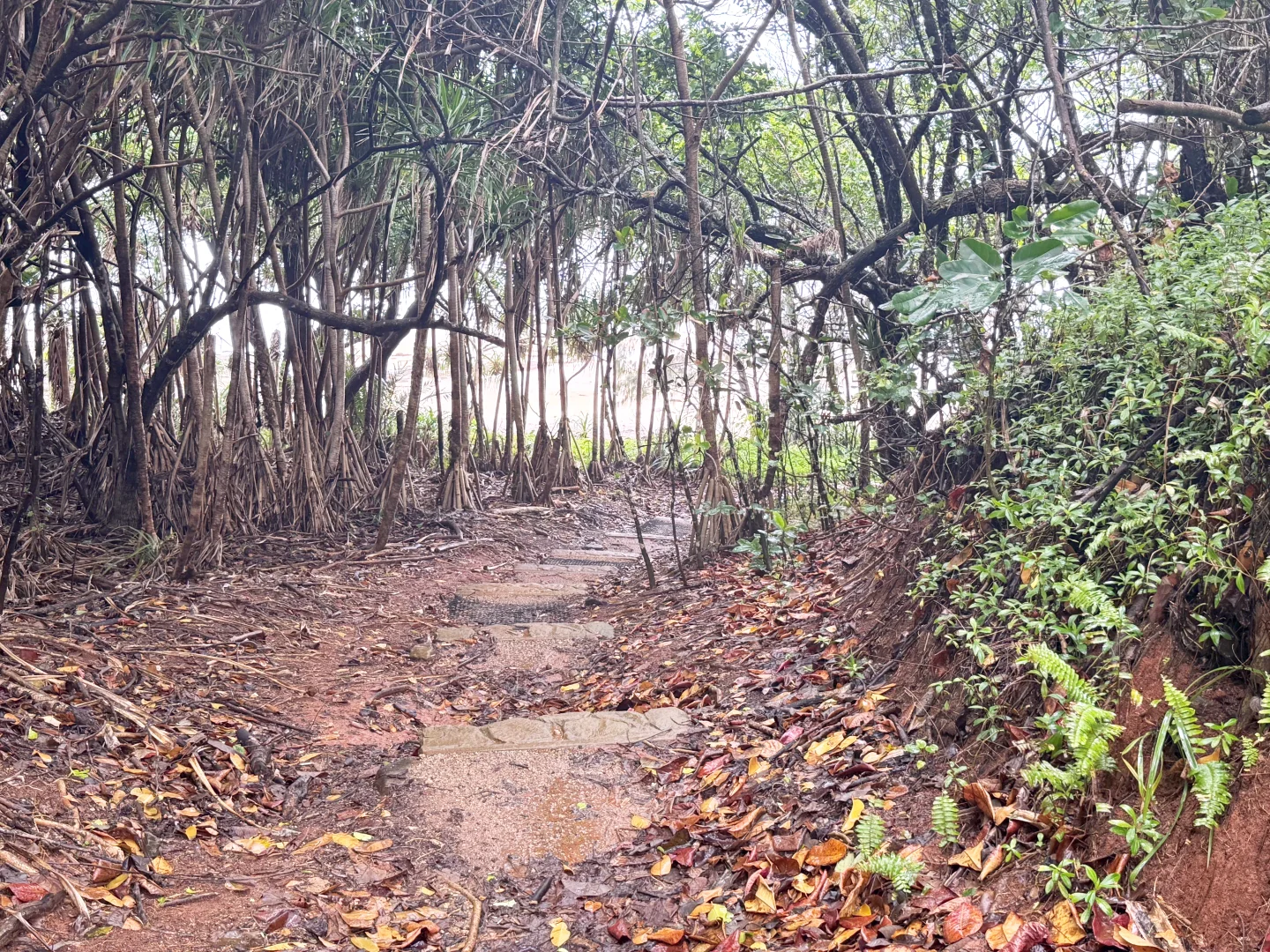 Additional image 11 of Lot 1 Holt Road, Garners Beach QLD 4852