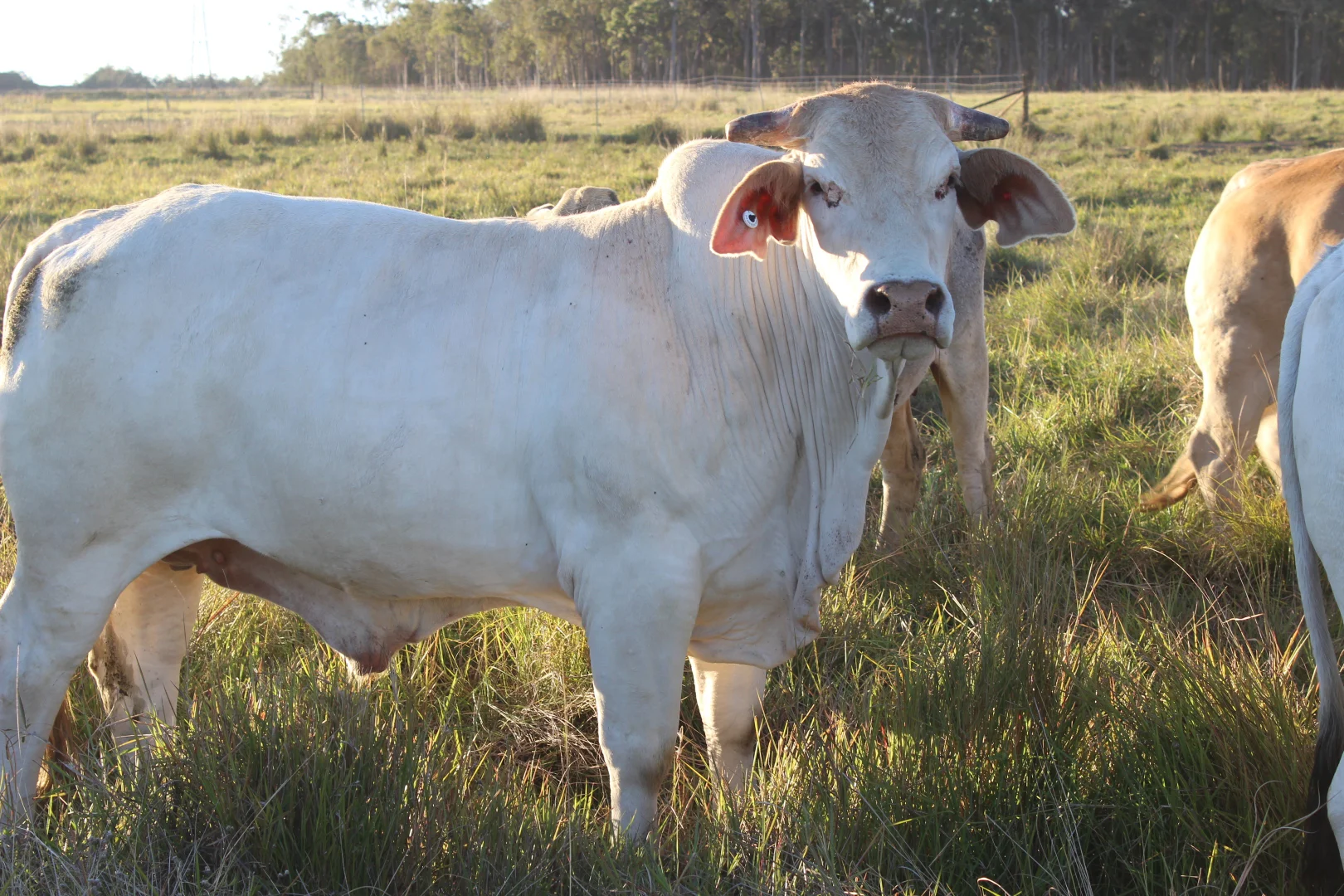 Additional image 24 of Innot Hot Springs QLD 4872