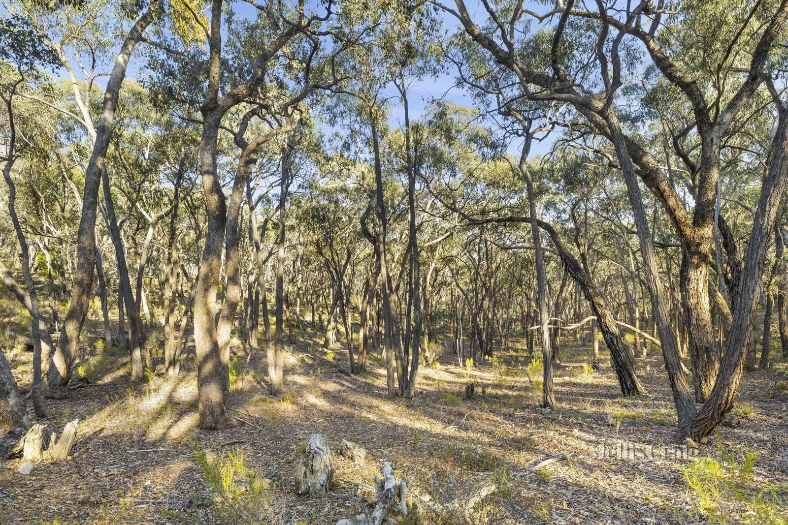 Additional image 9 of 589 Vaughan Springs Road, Drummond North VIC 3446