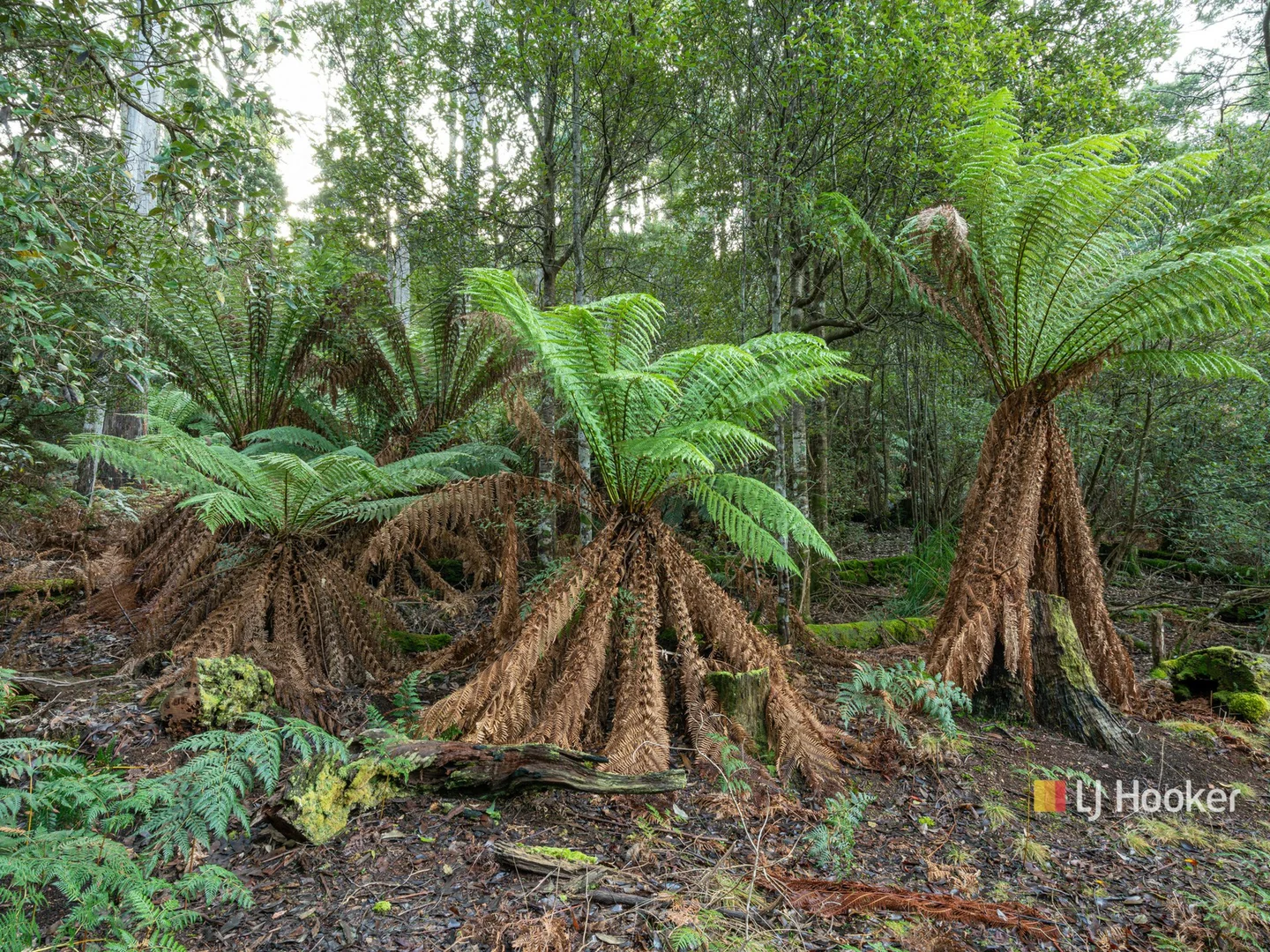 Additional image 16 of 78 Cethana Road, Cethana TAS 7306