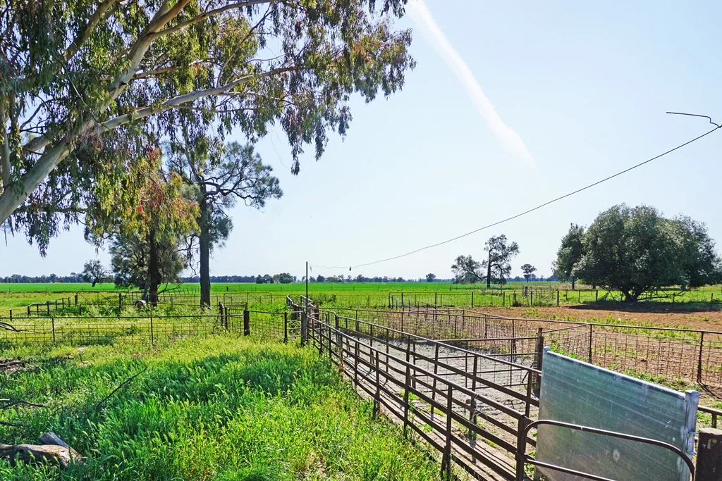 Additional image 19 of 594 Burrangong Lane, Bland NSW 2721