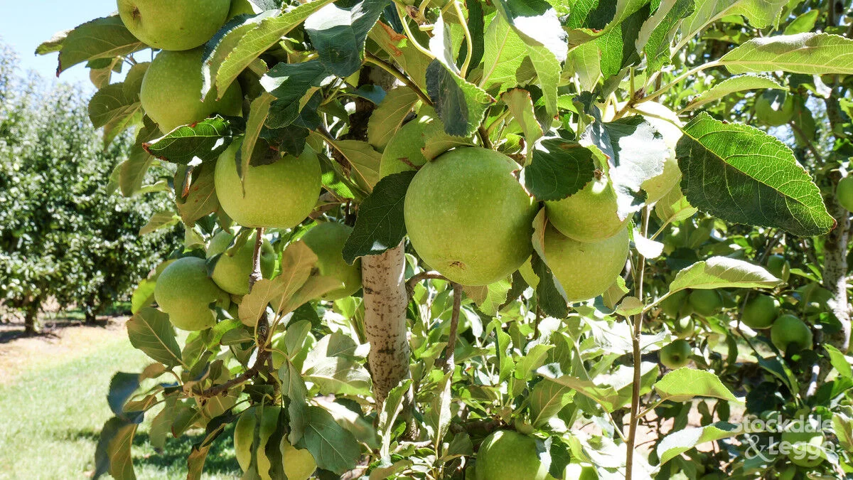 Additional image 25 of 645 New Dookie Road, Lemnos VIC 3631