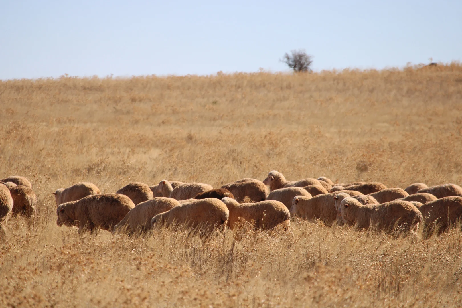 Additional image 11 of 1860 Cleary Road, Terowie SA 5421