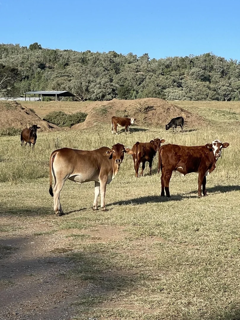 Additional image 8 of 1020 Bramble Rd, Warrumbungle NSW 2828