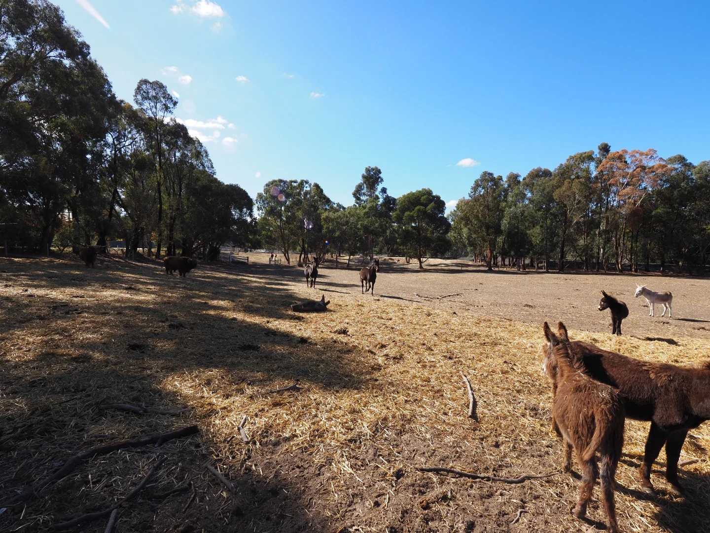 Additional image 7 of Ennis Street, Amphitheatre VIC 3468