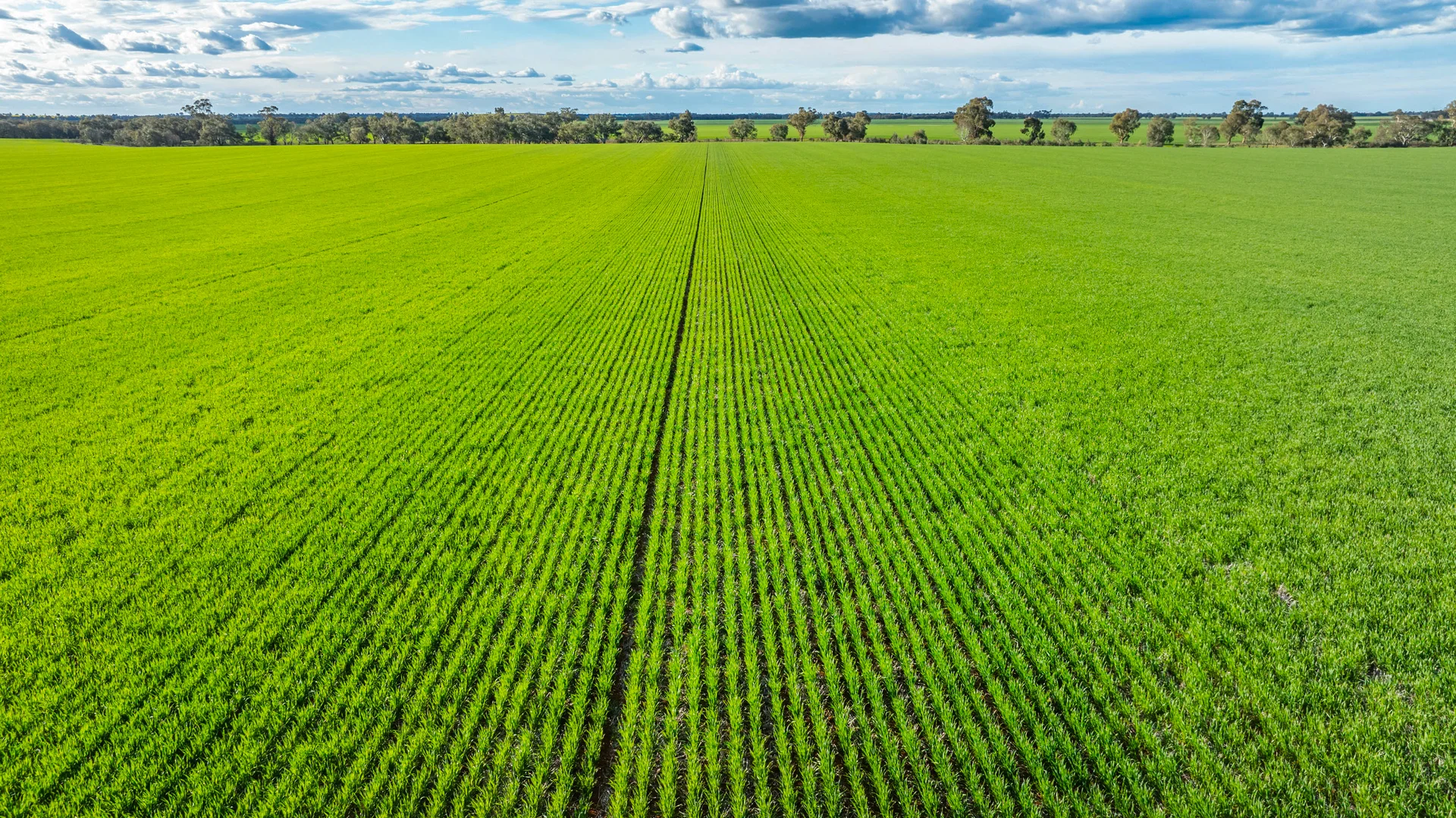 Additional image 6 of 1250 Barracluffs Road, Bidgeemia NSW 2642