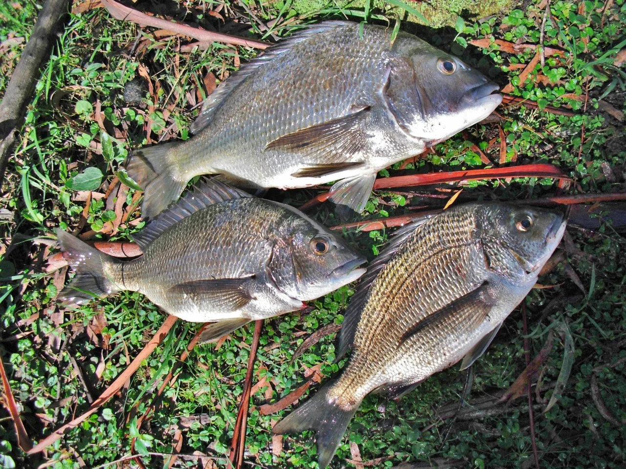 Additional image 34 of 59B Burgess Track, Wallagaraugh, Genoa VIC 3891