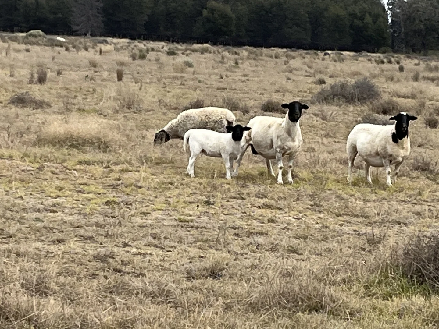Additional image 9 of 31850 Cunningham Highway, Goondiwindi QLD 4390