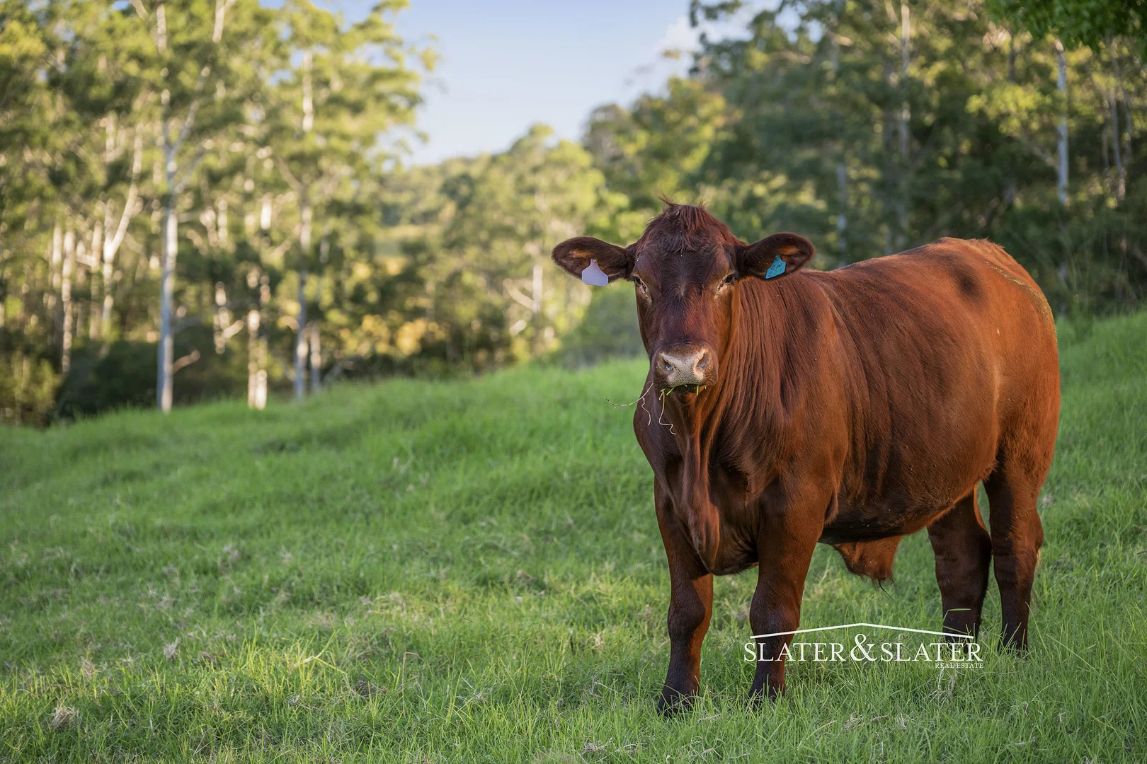 Additional image 8 of 1216 Bellangry Rd, Bellangry NSW 2446