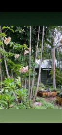 Additional image 18 of 29 Railway Avenue, Cooktown QLD 4895