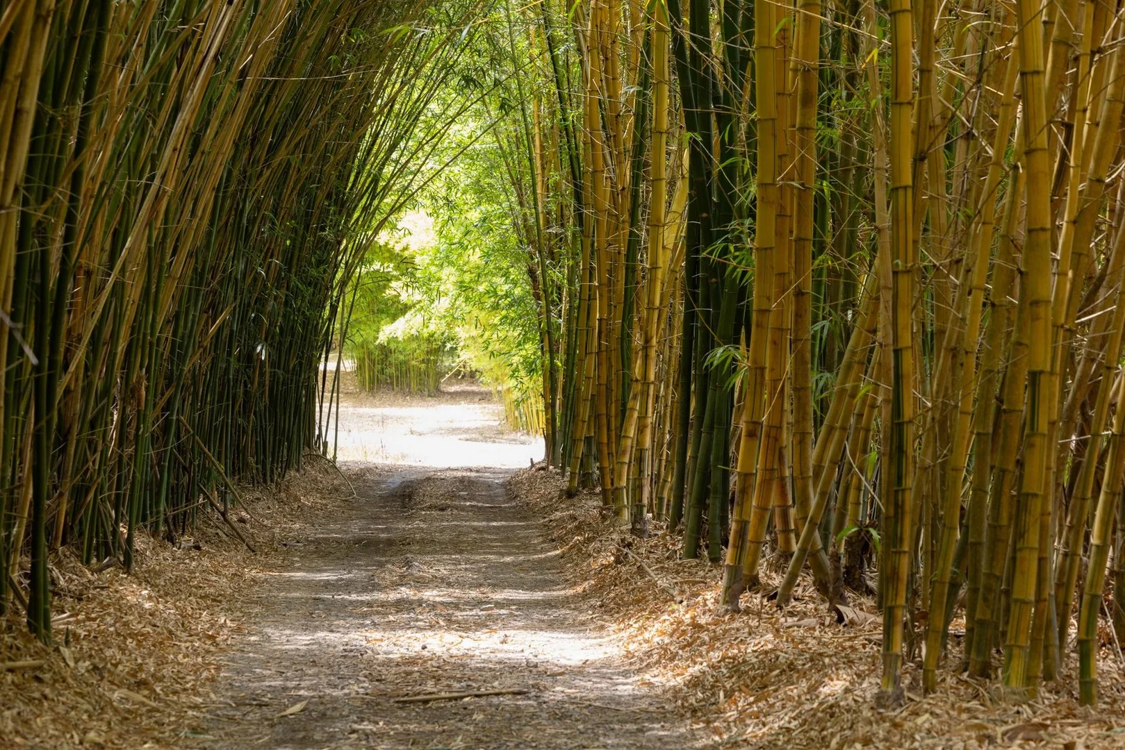 Additional image 2 of 1171 Eumundi - Kenilworth Road, Belli Park QLD 4562