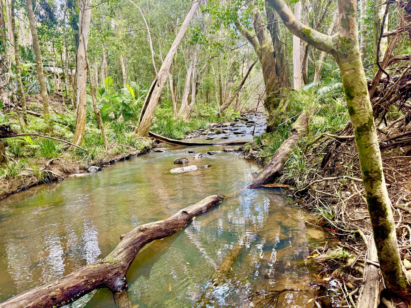 Additional image 24 of 27 English Road, Julatten Mountain Retreat, Julatten QLD 4871