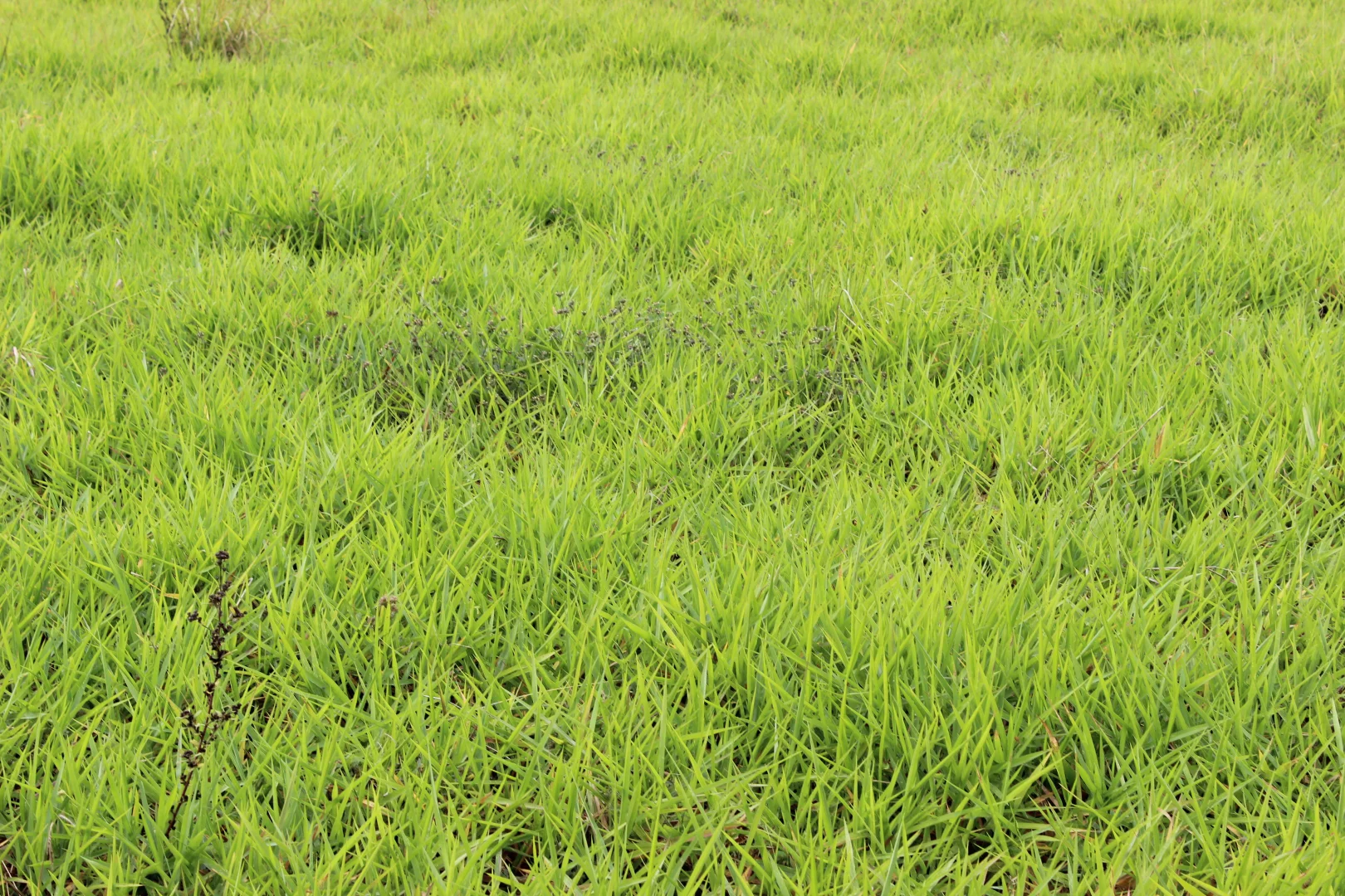 Additional image 16 of Innot Hot Springs QLD 4872