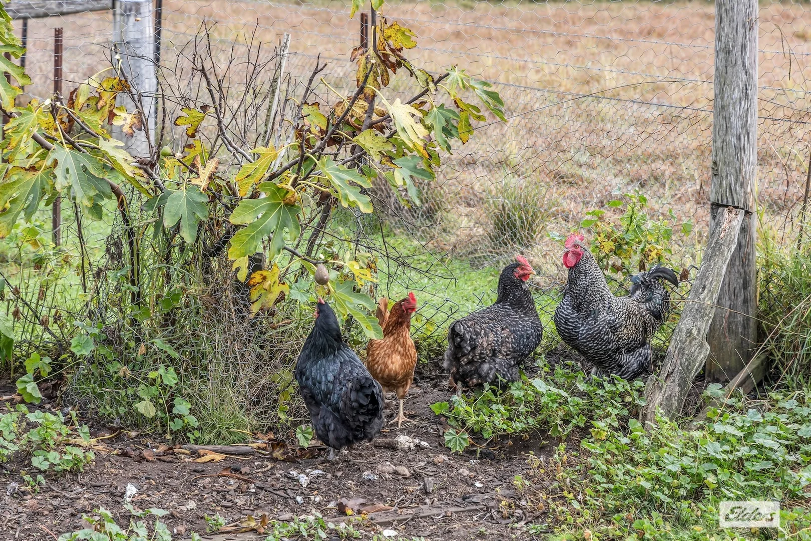 Additional image 19 of 213 Myrtle Mountain Road, Wyndham NSW 2550