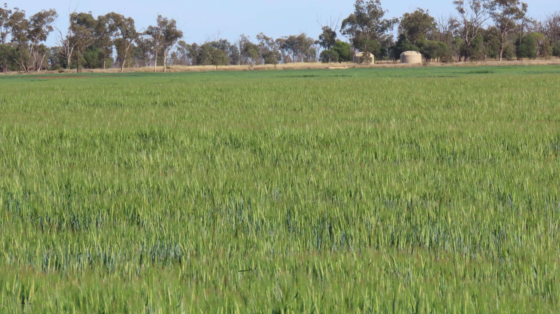 Additional image 15 of Mirreyah Feedlot Talwood Mungindi Road,, Talwood QLD 4496