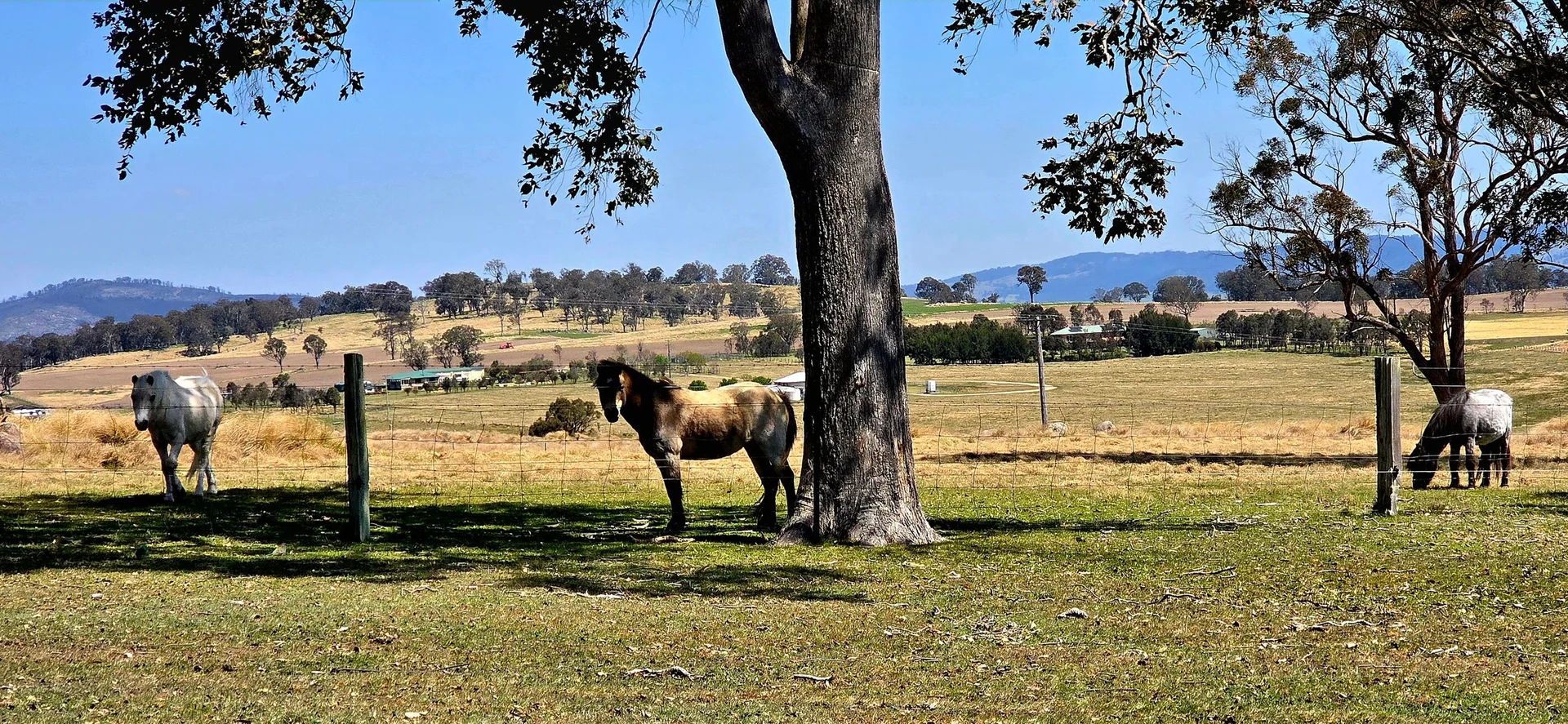 Additional image 30 of 1191 Black Swamp Road, Tenterfield NSW 2372