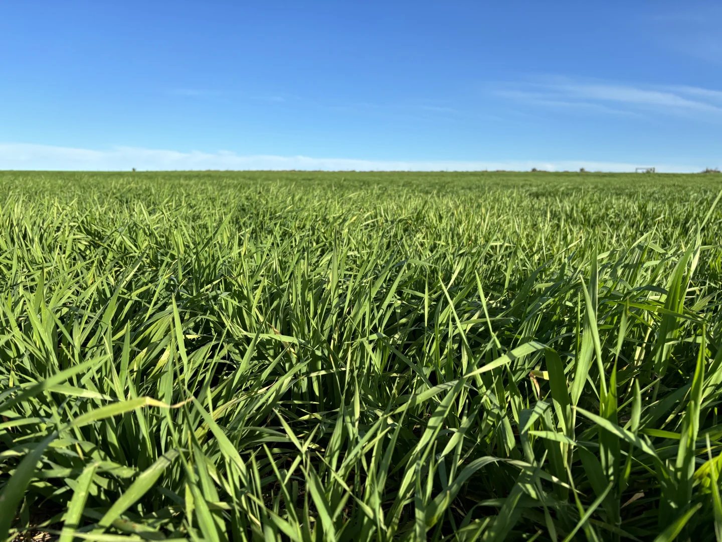 Additional image 17 of Section 82 Chilmans Road, Port Neill SA 5604