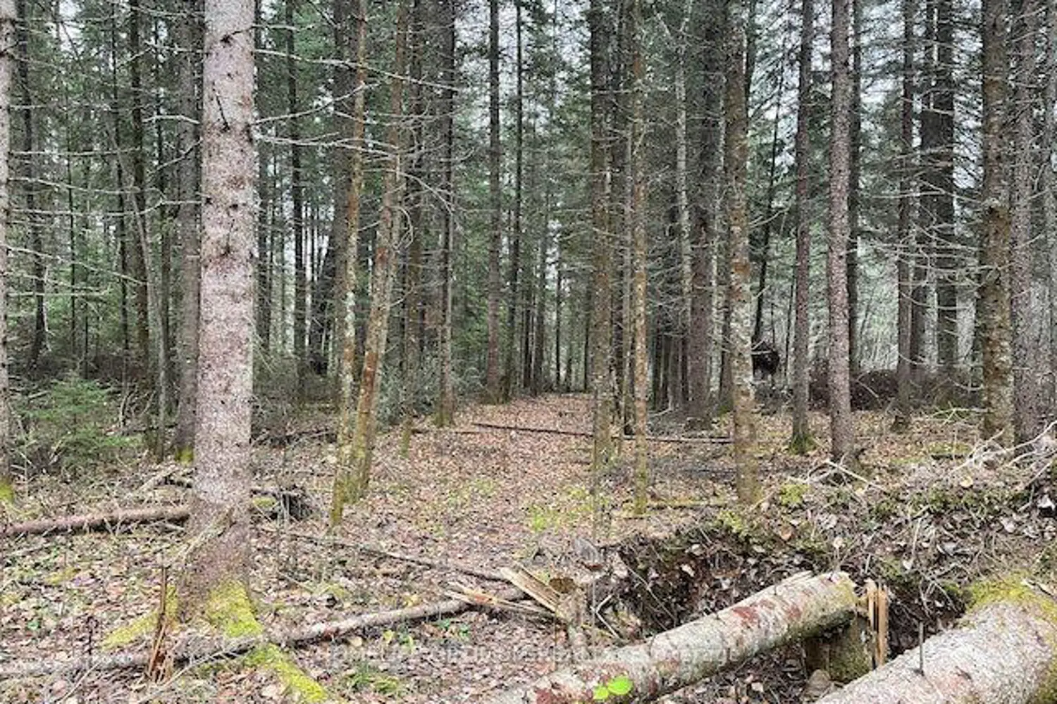 Additional image 7 of Pcl 7576 0