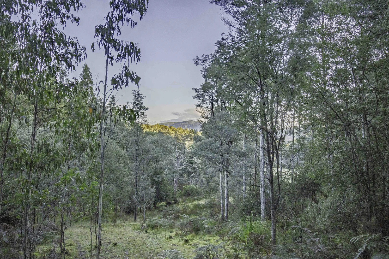 Additional image 4 of Judbury TAS 7109