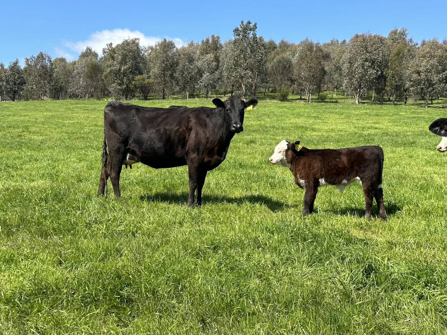 Additional image 38 of 97 Granite Road, Lurg VIC 3673