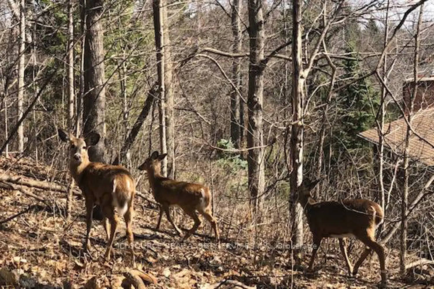 Additional image 11 of 350 Sarnia Road