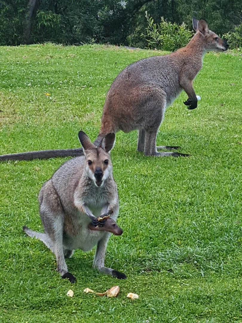 Additional image 14 of Mortons Creek NSW 2446