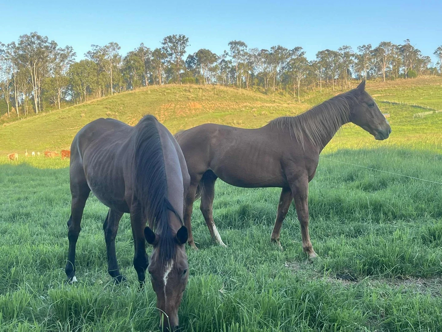 Additional image 2 of 18 Calico Creek Road, Long Flat QLD 4570