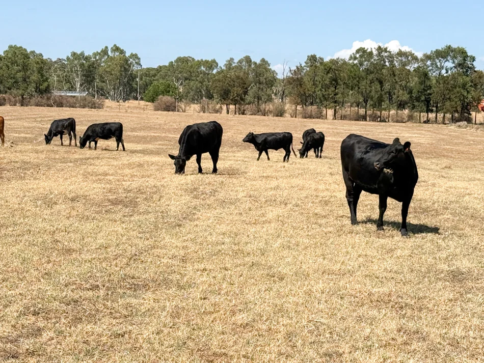 Additional image 20 of 5R Whylandra Crossing Road, Dubbo NSW 2830