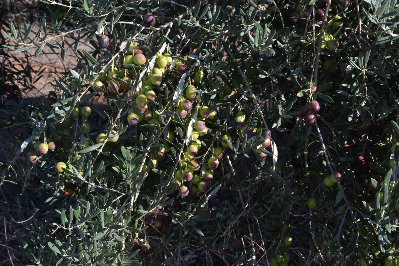 Additional image 4 of 71 Kyola Road, Coleambally NSW 2707