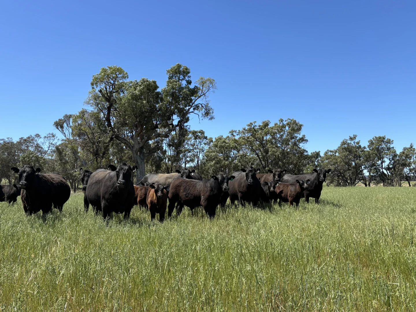 Additional image 29 of 2824 Neilrex Road, Coolah NSW 2843