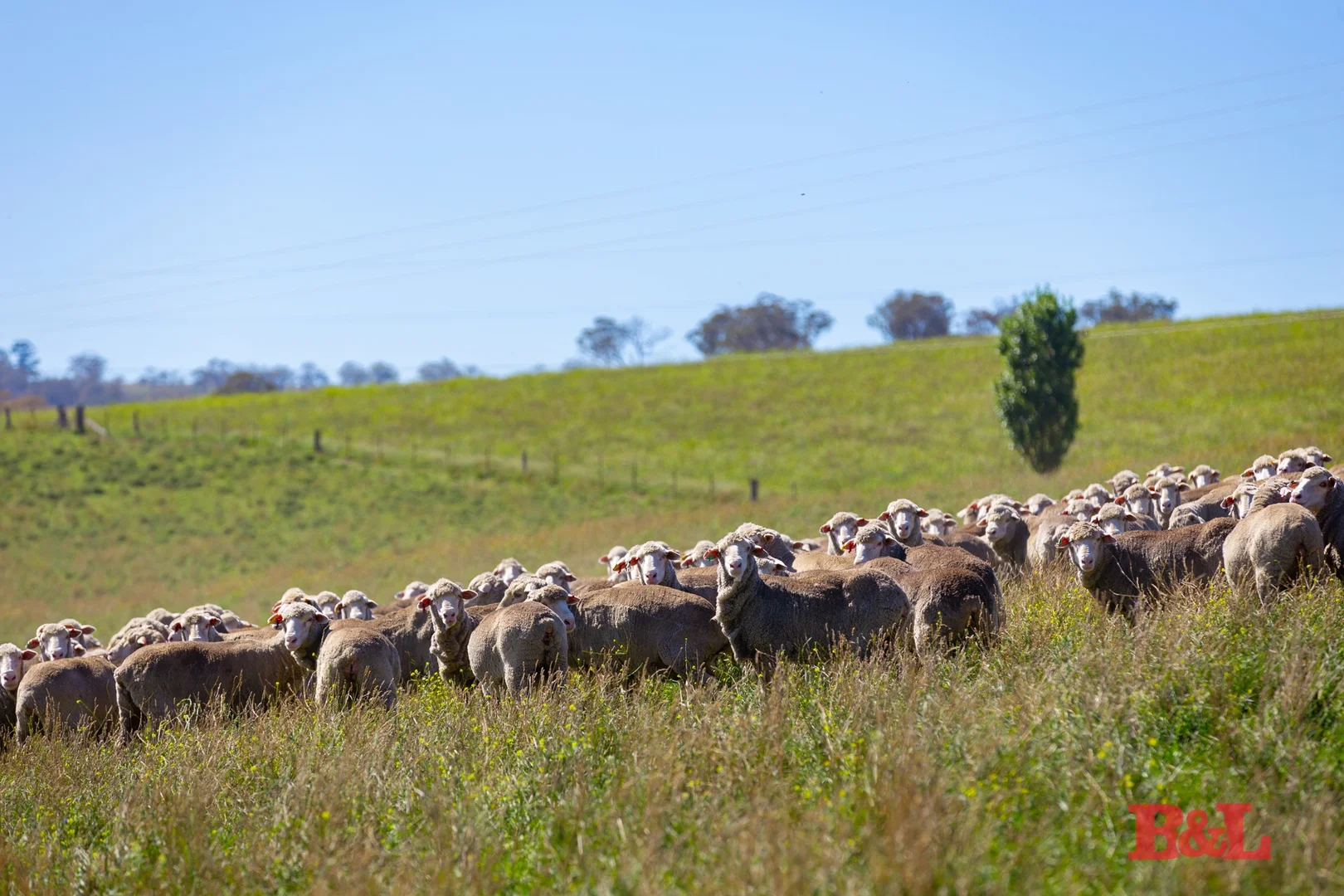 Additional image 6 of Lot 2 & 252 976 Sodwalls Road, Tarana NSW 2787