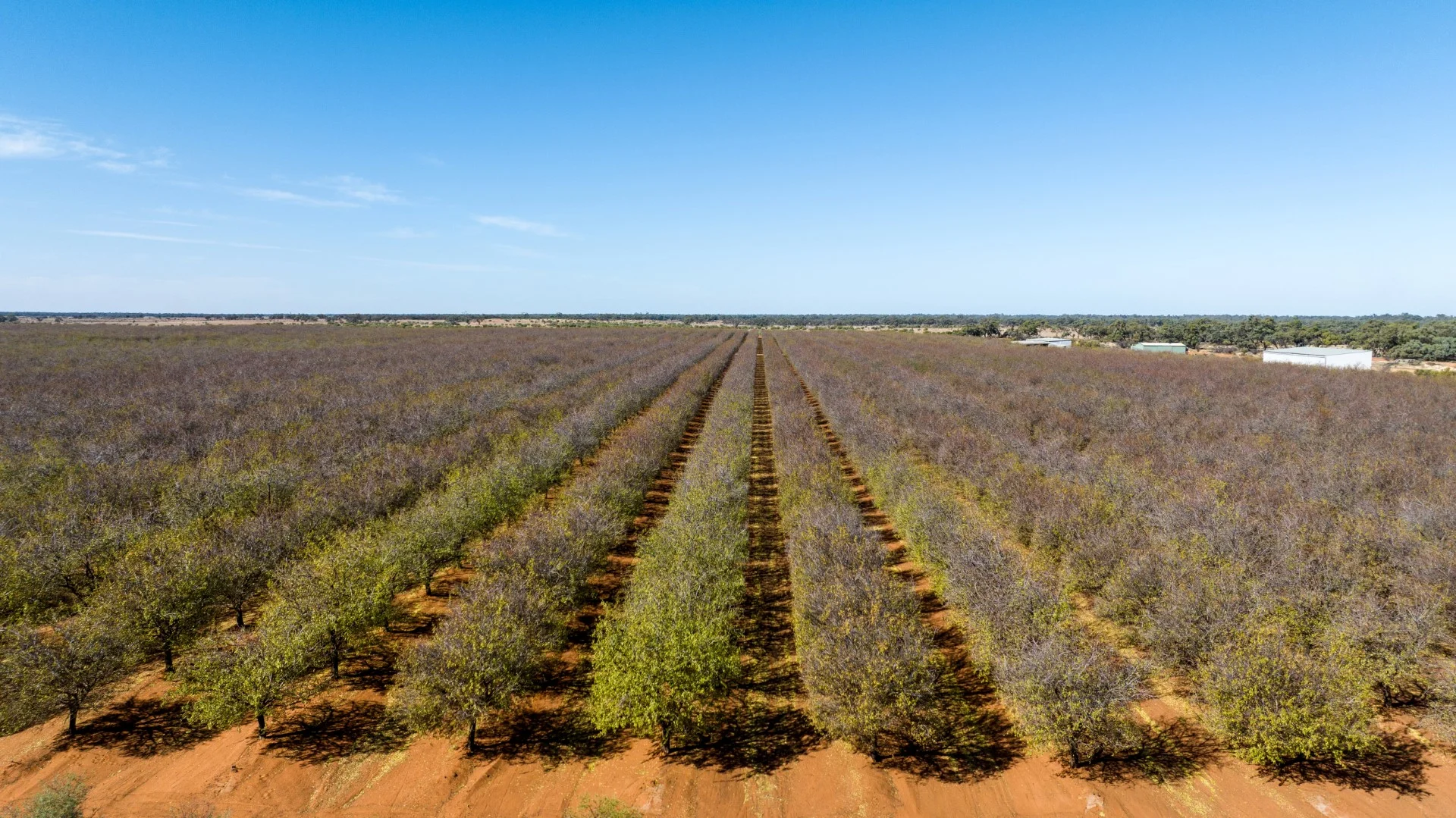 Additional image 8 of 3340 Low Darling Road, Wentworth NSW 2648