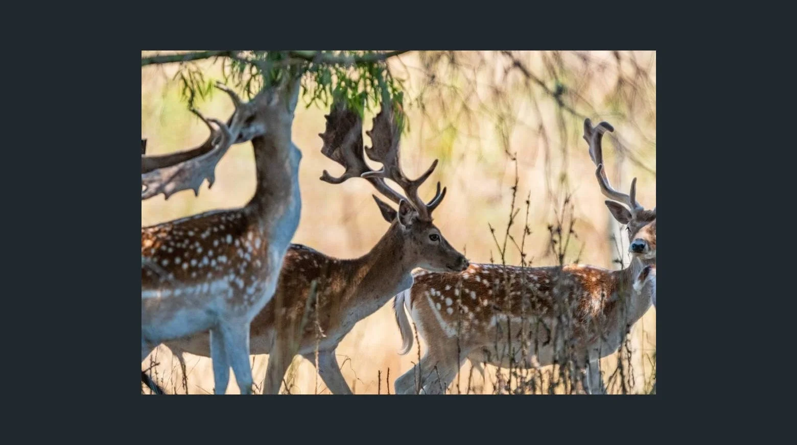 Additional image 7 of 12 Bronte Estate Road, Bronte Park TAS 7140