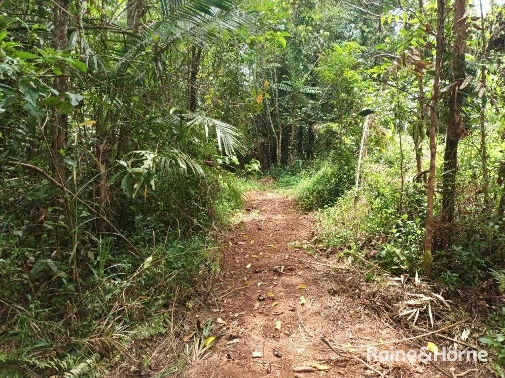 Additional image 15 of Lot 81 Cape Tribulation Road, DIWAN,, Daintree QLD 4873
