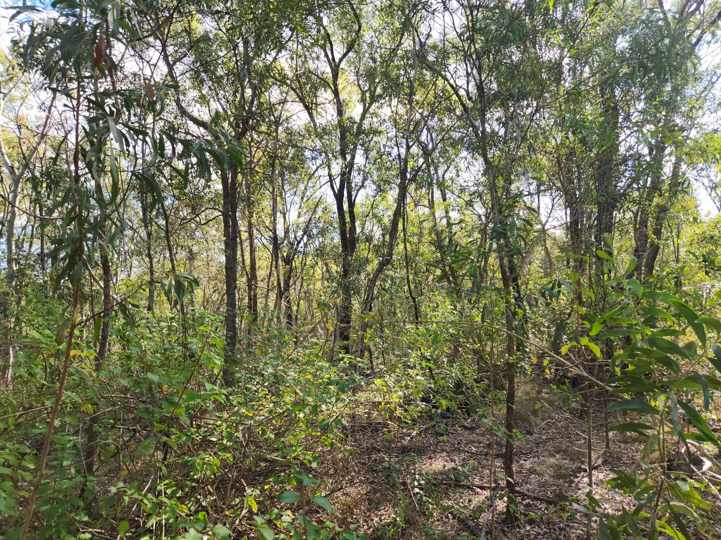 Additional image 5 of Lot 5 Duckpond Road, Moolboolaman QLD 4671