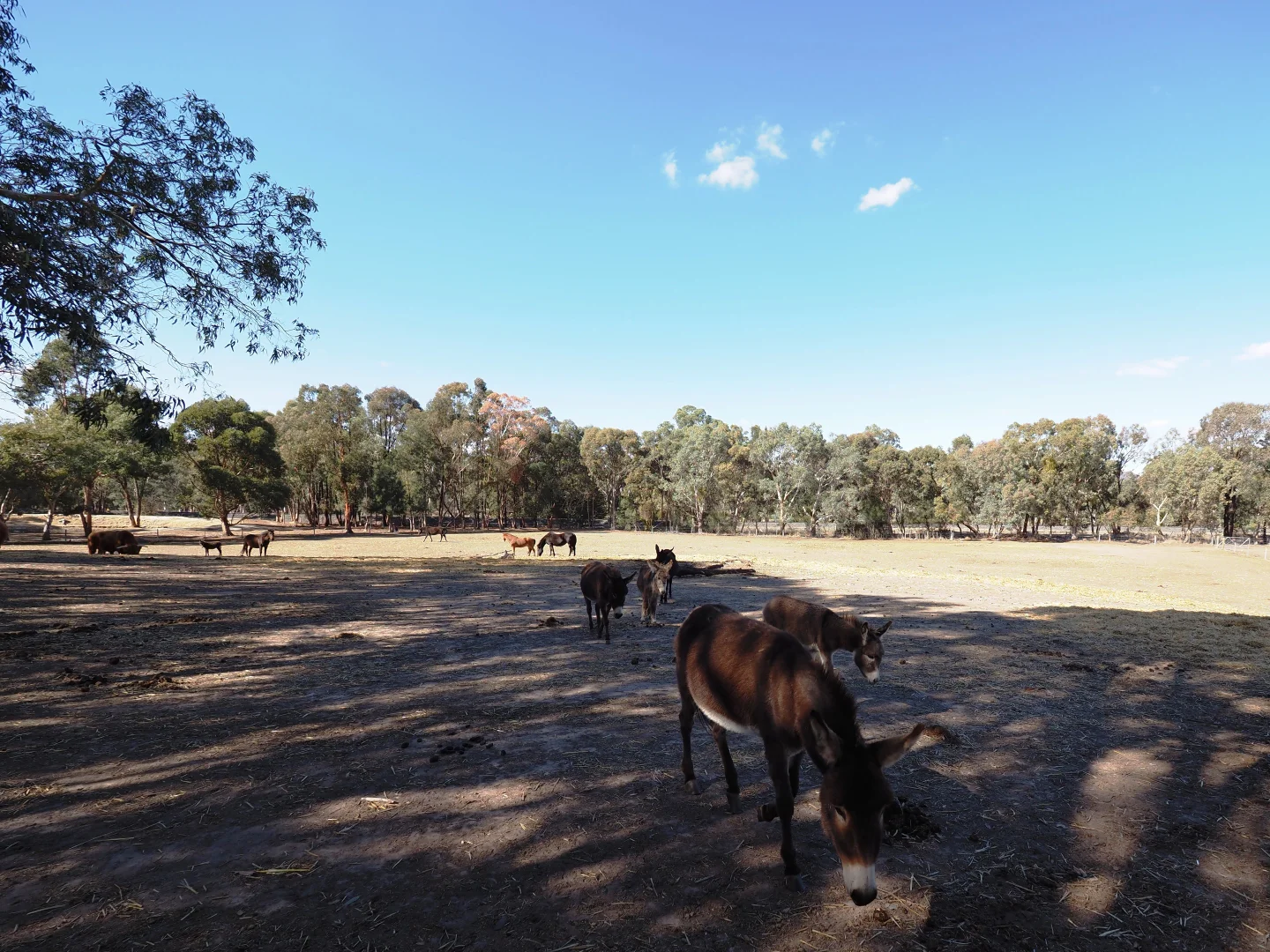 Additional image 3 of Ennis Street, Amphitheatre VIC 3468
