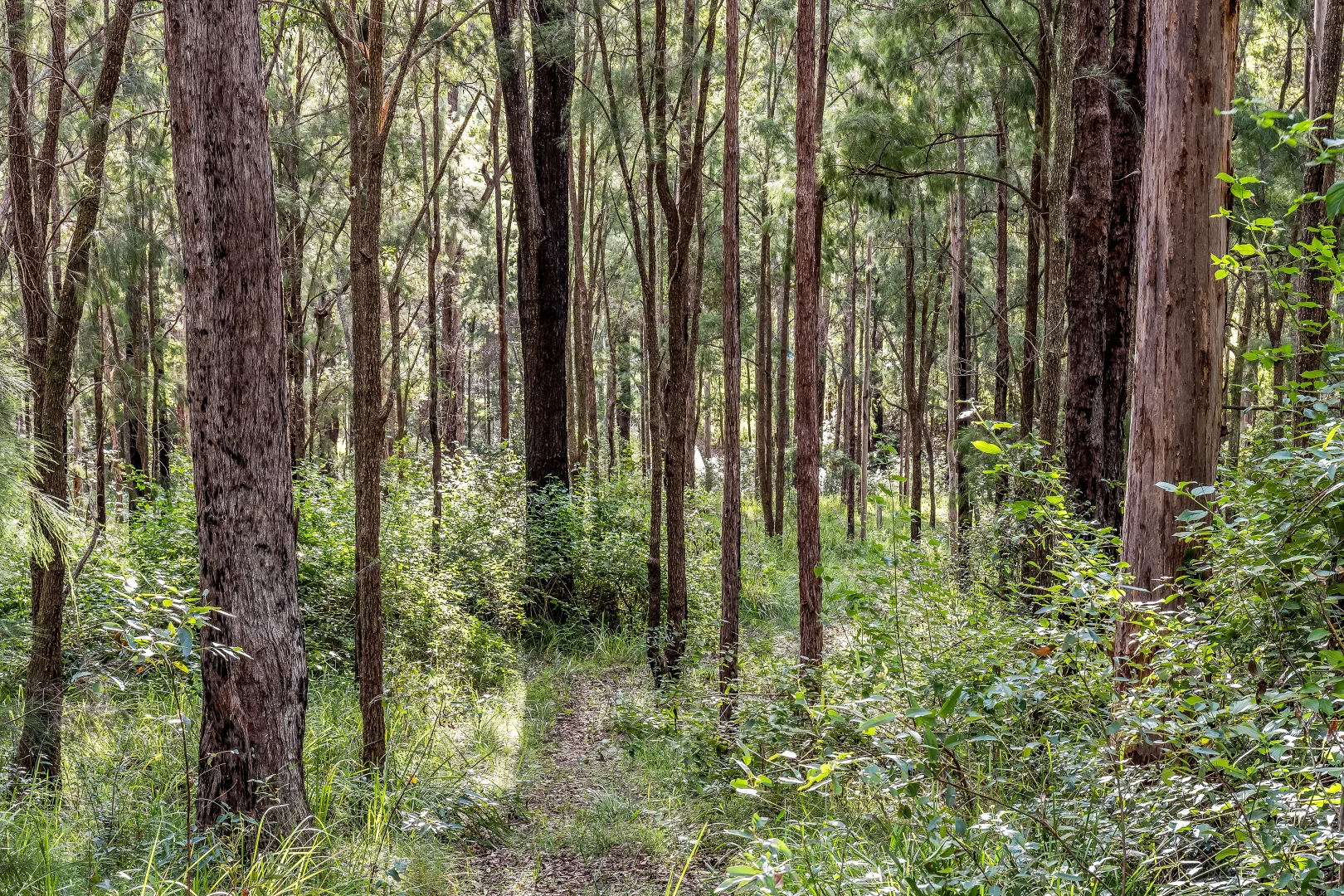 Additional image 15 of 2447 Sherwood Creek Road, Glenreagh NSW 2450