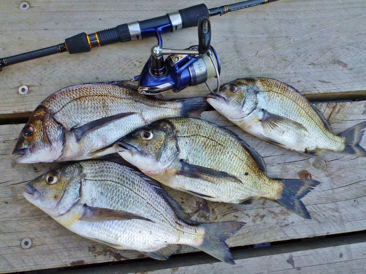 Additional image 3 of 59B Burgess Track, Wallagaraugh, Genoa VIC 3891