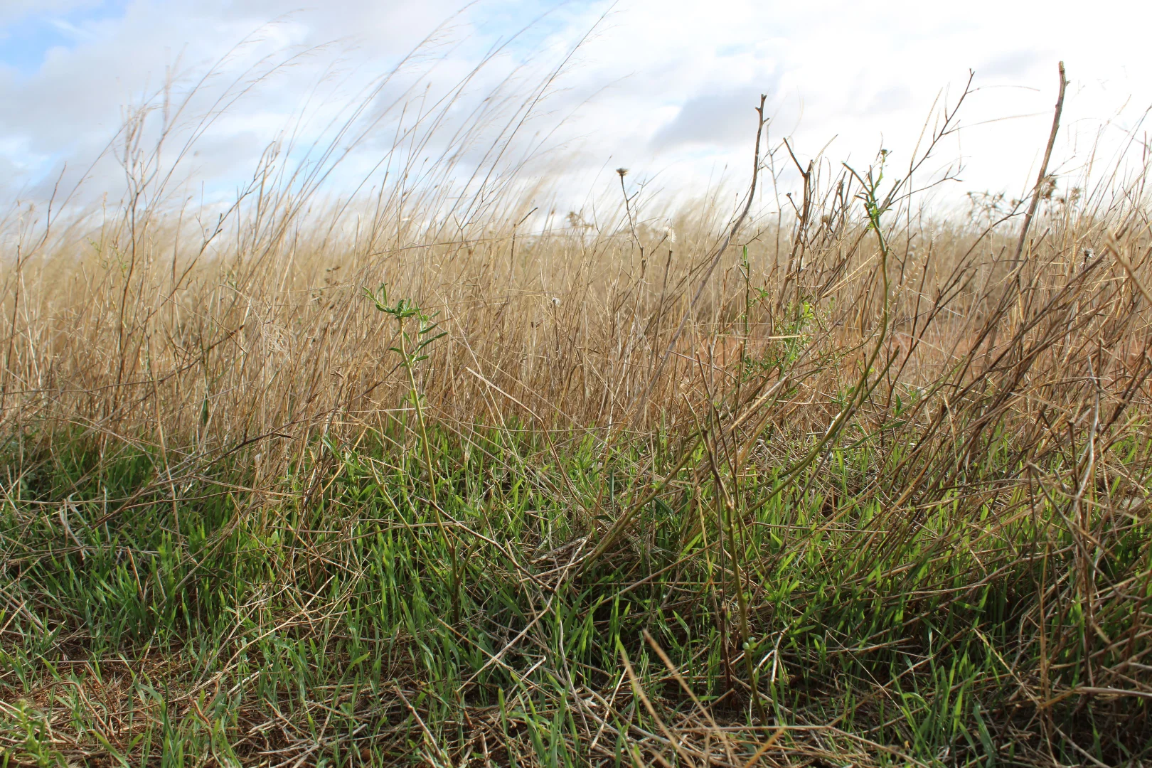 Additional image 47 of 1860 Cleary Road, Terowie SA 5421