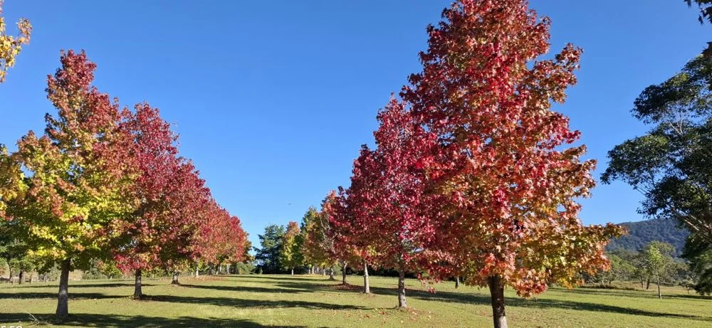 Additional image 7 of 7276 Oxley Highway, Yarras NSW 2446