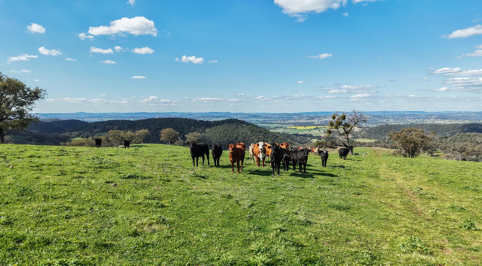 Additional image 3 of 350 Ingles Road NEUREA Via, Wellington NSW 2820