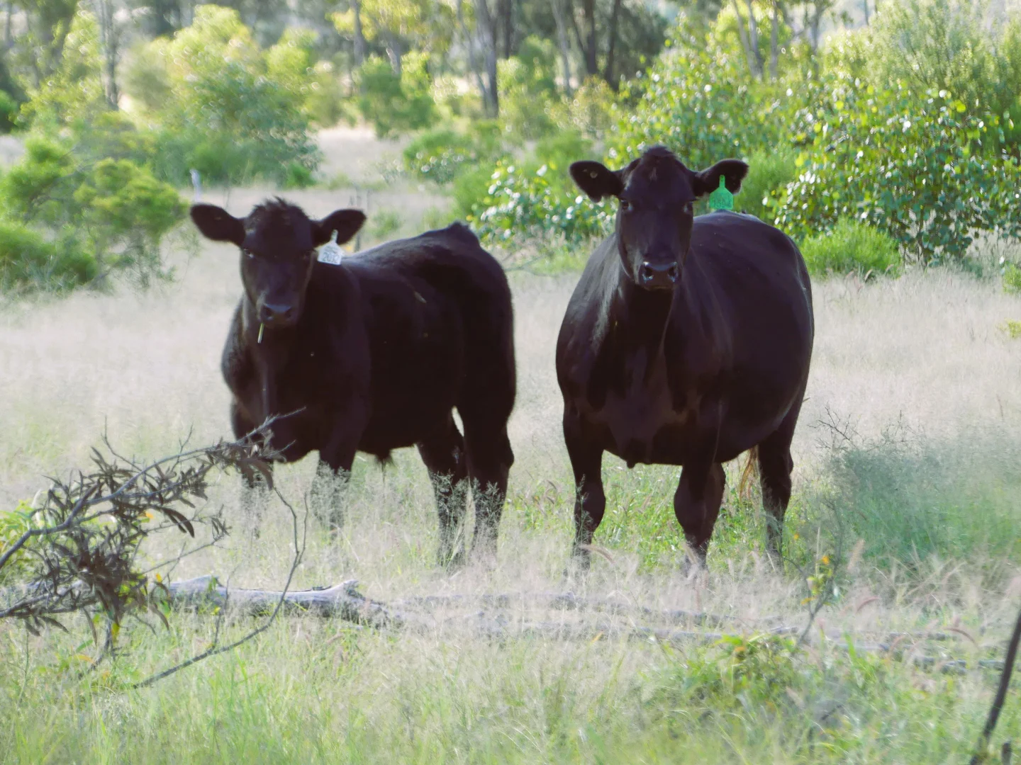 Additional image 15 of 'Ula Ula' 210 Ula Ula Road, St George QLD 4487