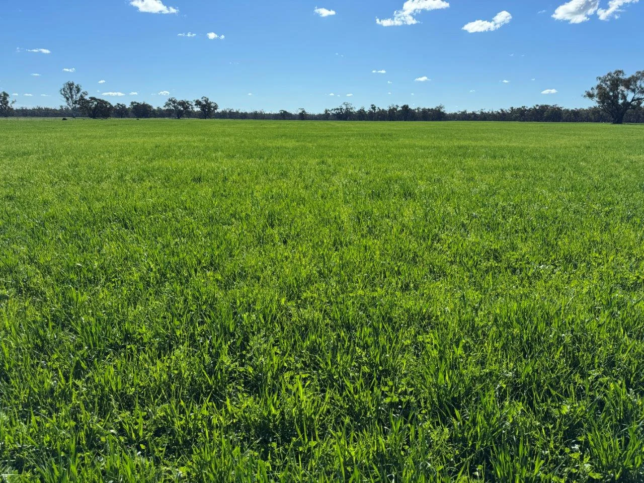 Additional image 19 of 941 Yarraman Road, Bunnaloo NSW 2731