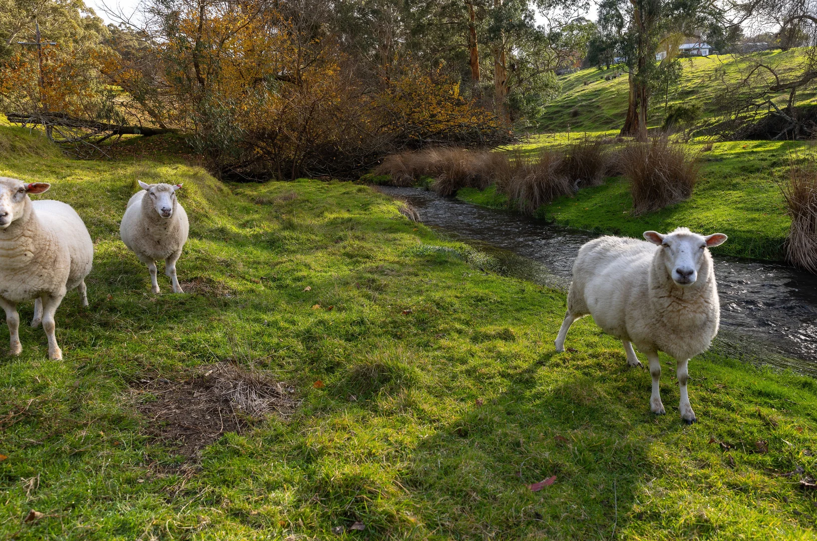 Additional image 13 of 30 Old Hordern Vale Access, Apollo Bay VIC 3233