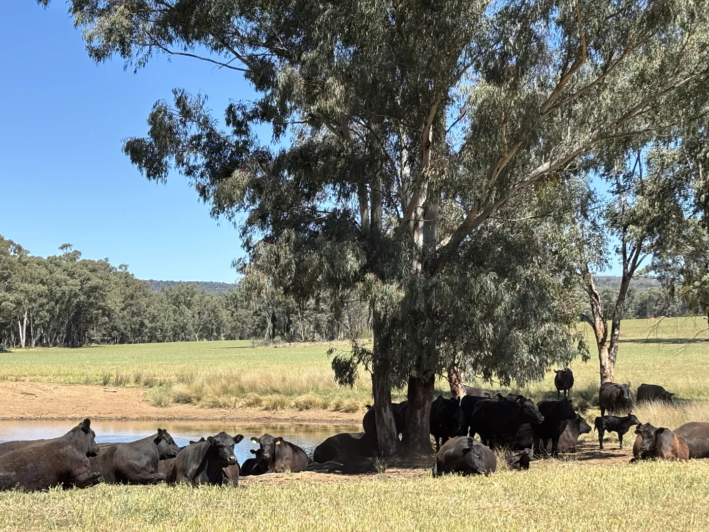 Additional image 21 of 2824 Neilrex Road, Coolah NSW 2843