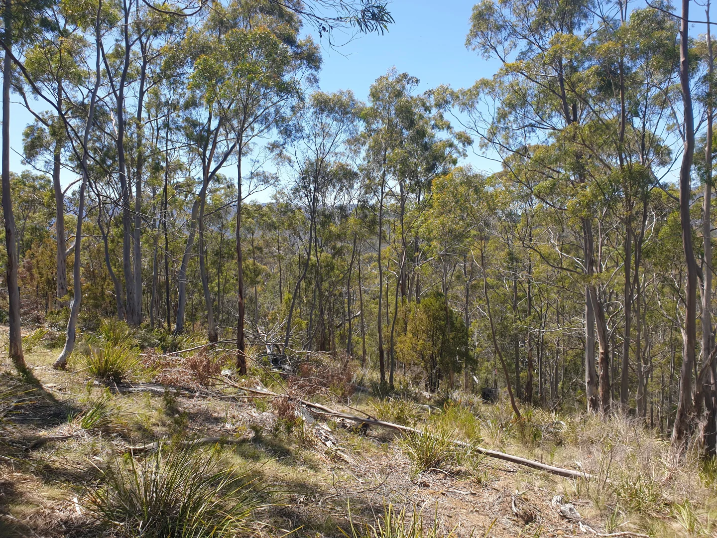 Additional image 2 of Lot 9 Bull Oak Way, Grove TAS 7109