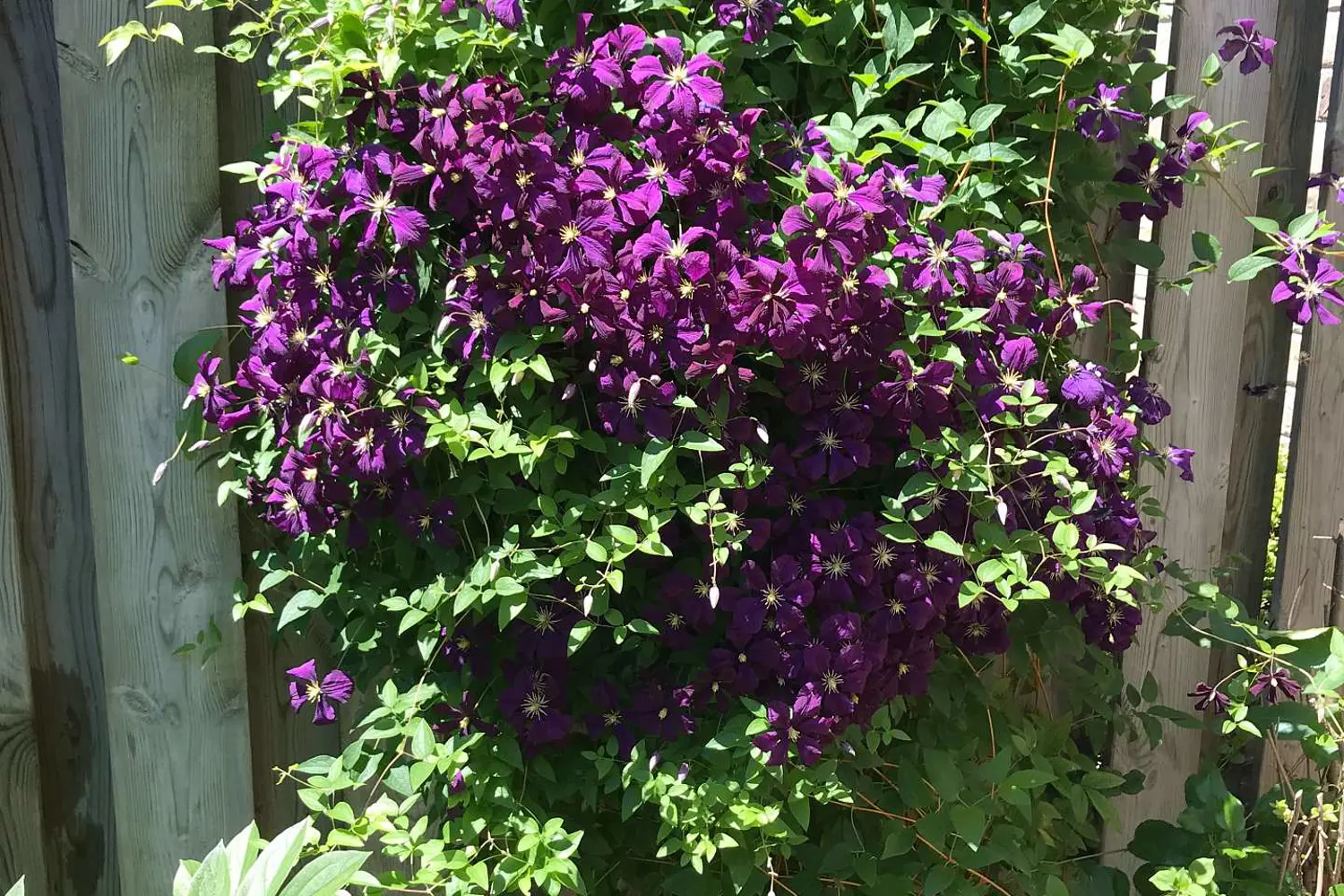 Additional image 10 of 1241 Beaverbrook Avenue 79